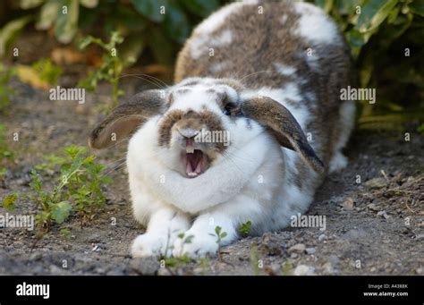 hase lustig|3 Hase Lustig Photos & High Res Pictures .